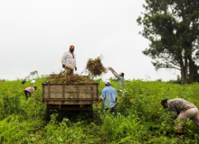 Família do MST acampadas em Castro (PR) colhem 4 ton de feijão orgânico para doação