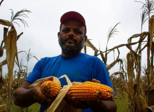 Assentamento do MST inaugura agroindústria de derivados de milho sem transgênicos