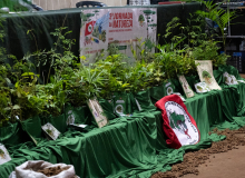 Semeadura aérea e massiva da palmeira juçara dá certo e pode tirar espécie do risco